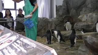 Rockhopper Penguin Feeding time (Osaka Aquarium KAIYUKAN, Osaka, Japan) November 4, 2017