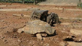 African spurred tortoise (Asuwayama Amusement Park, Fukui, Japan) November 1, 2019
