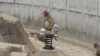 Japanese macaque (Fukuoka Municipal Zoo and Botanical Garden, Fukuoka, Japan) April 23, 2019