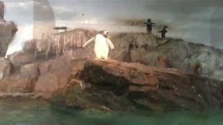 ジェンツーペンギンとミナミイワトビペンギン（豊橋総合動植物公園／のんほいパーク） 2017年8月5日