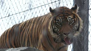 Sumatran tiger (Higashiyama Zoo and Botanical Gardens, Aichi, Japan) July 21, 2023