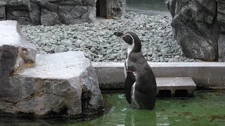3羽の フンボルトペンギン (姫路市立水族館) 2019年2月13日