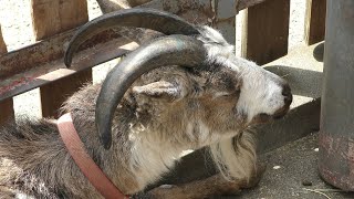 Sheep & Goat (Itabashi Children's Zoo Takashimadaira, Tokyo, Japan) May 12, 2018
