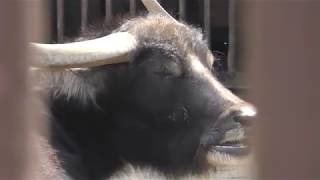 Water buffalo (TOBE ZOOLOGICAL PARK OF EHIME PREF., Ehime, Japan) March 25, 2018