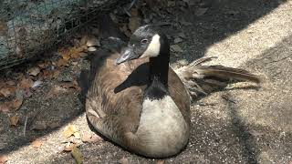 Canada Goose (Kumamoto City Zoological and Botanical Gardens, Kumamoto, Japan) April 18, 2019