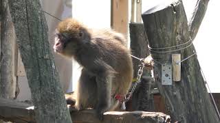 Japanese macaque Squirrel (North Safari Sapporo, Hokkaido, Japan) July 9, 2019