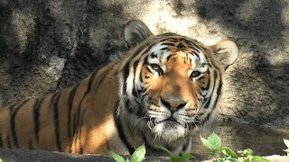 Siberian tiger (Hamamatsu Zoological Gardens, Shizuoka, Japan) July 25, 2021
