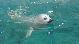 Spotted Seal time (Oga Aquarium GAO, Akita, Japan) April 11, 2019