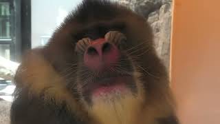 Mandrill (Toyohashi Zoo and Botanical Park, Aichi, Japan) January 1, 1970