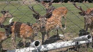 Hokkaido Sika Deer (Nishi-Okoppe Village Deer Ranch Park, Hokkaido, Japan) June 26, 2019