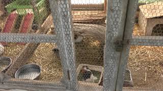 ウサギ と モルモット (ハイジ牧場) 2019年6月18日