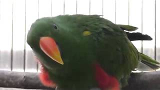 オオハナインコ　Eclectus parrot