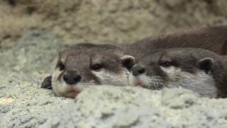 Asian short-clawed otter (KOBE ANIMAL KINGDOM, Hyogo, Japan) June 24, 2020