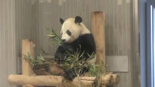 Giant panda in the meal (Ueno Zoological Gardens, Tokyo, Japan) October 29, 2017