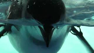 Chinstrap Penguin (Port of Nagoya Public Aquarium, Aichi, Japan) July 23, 2021
