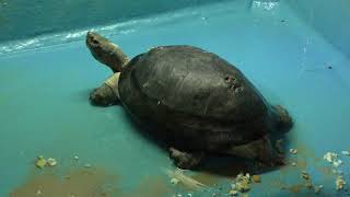 ヒジリガメ　Annandale's turtle