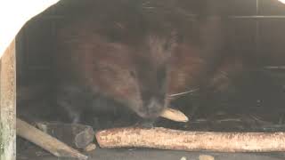 American beaver (Hamamatsu Zoological Gardens, Shizuoka, Japan) July 25, 2021