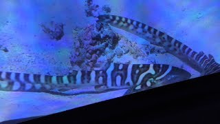 トラフザメ の仔 (沖縄美ら海水族館) 2019年5月10日