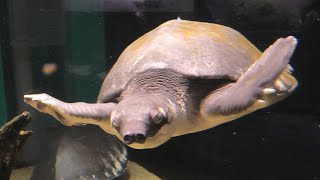 Fly river turtle (KAWA-SUI Kawasaki Aquarium, Kanagawa, Japan) September 16, 2020