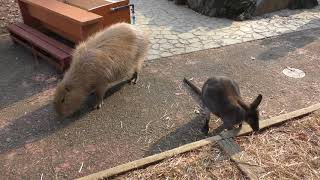 Bennett's wallaby (Saitama Children's Zoo, Saitama, Japan) February 3, 2018