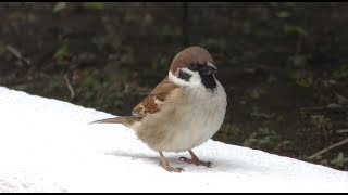Tree Sparrow (Keikyu Aburatsubo Marine Park, Kanagawa, Japan) February 25, 2018