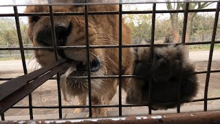 Jungle bus 2/7 [Lion section] (Kyushu Natural Animal Park African Safari, Oita, Japan) Dec. 4, 2019