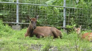Wapiti & Hokkaido Sika Deer (Kushiro City Zoo, Hokkaido, Japan) July 4, 2019