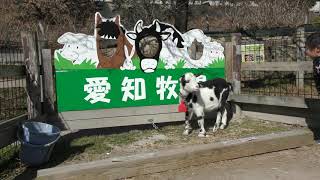 Goat (Aichi Farm, Aichi, Japan) January 24, 2019