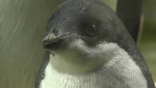 南極大陸のペンギンたち (海遊館) 2017年11月4日