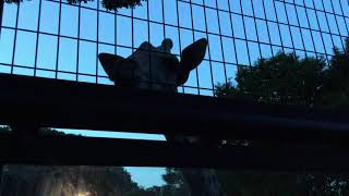 夜のキリン (多摩動物公園) 2017年8月27日