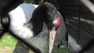 Black-necked Crane (TENNOJI ZOO, Osaka, Japan) March 23, 2021