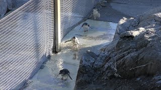 フェアリーペンギン (葛西臨海水族園) 2017年12月17日