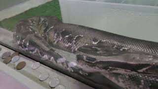 アカニシキヘビ の『ゼットン』 (草津熱帯圏) 2018年11月11日