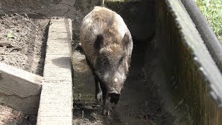 Wild boar Japanese (Toyama Municipal Family Park Zoo, Toyama, Japan) August 15, 2019