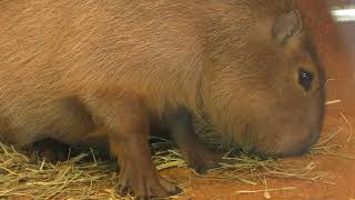 Capybara (YAGIYAMA ZOOLOGICAL PARK, Miyagi, Japan) January 20, 2018