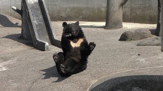 Young Asian black bear (Kuma Kuma Garden, Akita, Japan) August 6, 2019