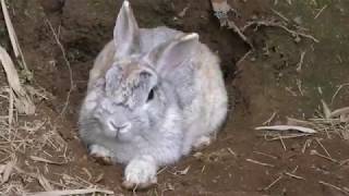 Rabbit land (East Tsukuba Utopia Natural Animal Park, Ibaraki, Japan) July 16, 2018