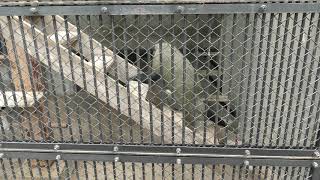 ブラッザグエノン の『ジロウ』と『ケイコ』 (福岡市動物園) 2019年4月23日