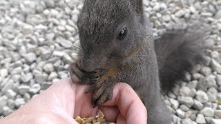 Hokkaido Squirre Feeding (Squirrel forest Hidayama, Gifu, Japan) Apr. 3, 2019