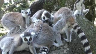 Animal Boat Tours [Ring-tailed lemur Island] (Izu Shaboten Zoo, Shizuoka, Japan) April 22, 2018