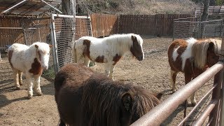 Pony (Shirotori ZOO, Kagawa, Japan) March 1, 2019