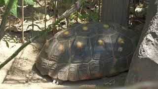 Red-footed tortoise (Urayasu Traffic Park, Chiba, Japan) August 4, 2023