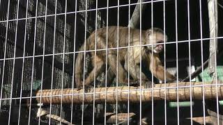 White-fronted capuchin (Japan Monkey Centre, Aichi, Japan) December 13, 2018