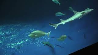 Main tank Aquarium (Shikoku Aquarium, Kagawa, Japan) August 4, 2021