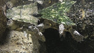 トゲモモヘビクビガメ (北の大地の水族館) 2019年6月27日