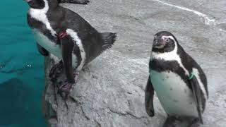 温帯ペンギン (長崎ペンギン水族館) 2017年12月24日