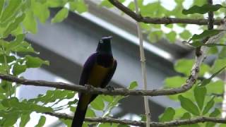Golden-breasted starling (Ueno Zoological Gardens, Tokyo, Japan) August 23, 2018