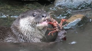 8 Asian short-clawed otters [2/3] Feeding time (CHIKOZAN PARK ZOO, Saitama, Japan) September 19, 2020