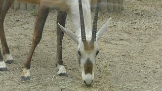 Arabian oryx (Fukuoka Municipal Zoo and Botanical Garden, Fukuoka, Japan) April 23, 2019