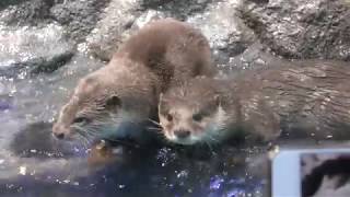 Asian short-clawed otter (Sunshine Aquarium, Tokyo, Japan) November 12, 2017